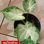 "บอนสี ขุนไกร ขาไฟบุรีรัมย์" บอนสีราชินีแห่งไม้ใบ ส่งพร้อมกระถางพลาสติก ใบเหลืองจากการขนส่งให้ตัดใบออก ตามภาพ 4"