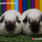 American/Crested/California(ภาพนี้โชว์ถ้าต้องการเลี้ยงไปที่หมวด"แกสบี้พร้อมจองและพร้อมไปอยู่กับครอบครัวใหม่"ค่ะ