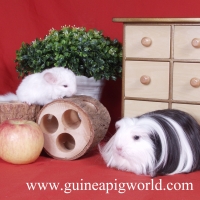 ร้านguineapigworld