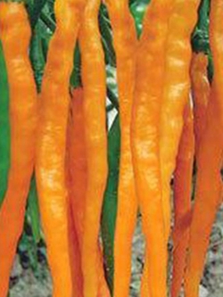 พริกเหลืองยาว 50 ซม