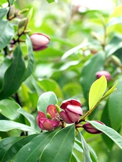 จำปีแขก แดง