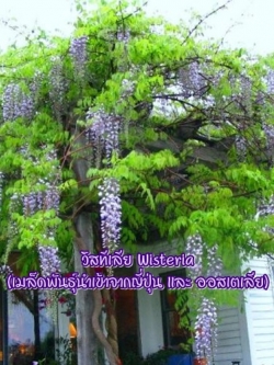ต้นวิสทิเรีย (Wisteria)
