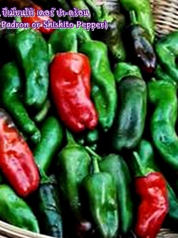 พริกสเปน ปีเมียนโต้ เดอร์ ปา-ดร้อน (Pimiento De Padron or Shishito Pepper) ชิชิโต้ (Shishito)