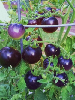 มะเขือเทศสีม่วง (10 เมล็ด/ซอง)