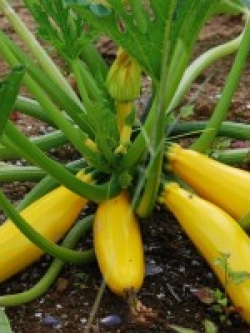 แตงซูกินี (สีทอง) OP