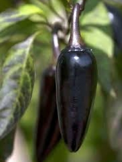 พริกดำ ฮังกาเลี่ยน