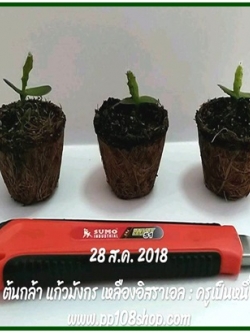 ต้นกล้า แก้วมังกร เปลือกเขียว-เนื้อแดง บิวตี้เบอรี่ (Dragon fruit Beauty berry)