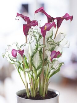 คาล่า ลิลลี่ Calla Lily หัวพันธุ์ พร้อมปลูกจากประเทศฮอลแลนด์ ปลูกง่าย ออกดอกทั่วไทย *** กรุณาเลือกแบบทั่ต้องการ หัว หรือ ต้น ด้วยนะคะ ***