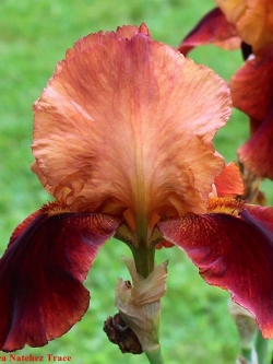 หัวดอกไอริส ดวงตาสวรรค์ (Iris Germanica) พันธุ์พิเศษ สั่งตรงจากฮอลแลนด์ ดอกใหญ่ ก้านยาว บ่มตาดอก พร้อมปลูกแล้วได้ดอกทันที