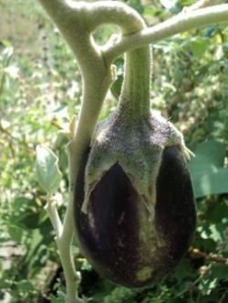 มะเขือ อ็อปลอง ม่วง - Violet Oblong Eggplant