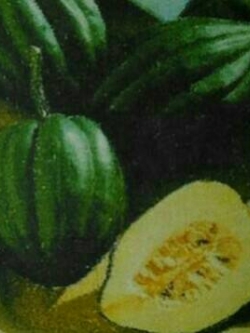 ฟักทองราชินี (Table Queen) หรือ ฟักทองอะคอน Acorn Squash