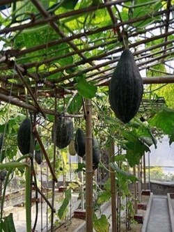 ฟักทอง หยดน้ำ (cucurbitapepo)