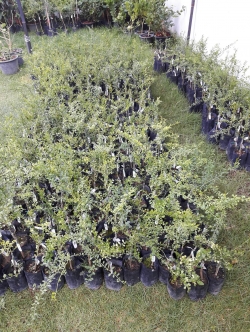 มะนาวนิ้วไซด์ S (สินค้าหมดชั่วคราว)