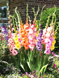 หัวดอก แกลดิโอลัส