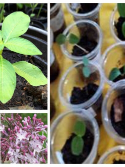 ไลแลค (Lilac) หรือ ไซรินยา (Syringa) หรือ ฟรี่แดร์ (Flieder)