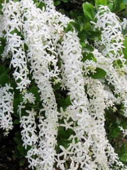 พวงคราม สีขาว