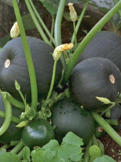 ซูกินี่กลม ยูเครน หือ ฟักยูเครน (Zucchini seeds from Ukraine)