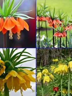 หัวดอกมงกุฏจักรพรรดิ์ (Crown Imperial) มี 2 สีให้เลือก