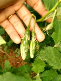 มะเขือเสวย หรือ มะเขือไข่ยาว