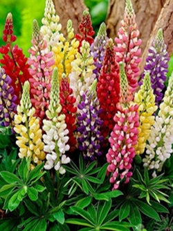 ดอกหางหมาป่า (Lupine) คละสี