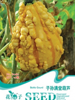 ฟักทอง ผิวมะระ (เมล็ด)