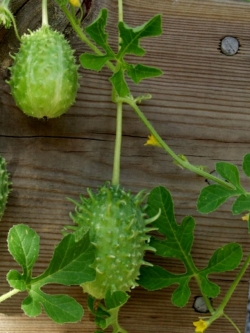 แตงกวา จาเมก้า