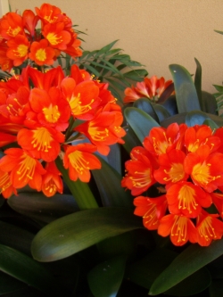 คลิเวีย (Clivia) หรือ ว่านสิบแสน หรือ ว่านแสนสุข