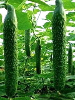 แตงกวา มะระ