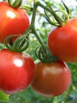 มะเขือส้ม , มะเขือเครือ , มะเขือปู (10 เมล็ด/ซอง)