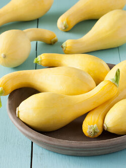 ซูกินี่ คอหงษ์ (Zucchini CROOKNECK SQUASH)
