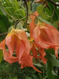 สายหยุด แดง