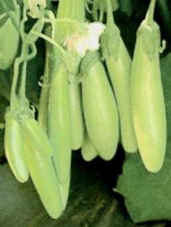 มะเขือยาว สีเขียวสำลี (เมล็ด OP)