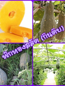 ฟักทองสลัด (กินดิบ)