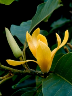 จำปาไทย