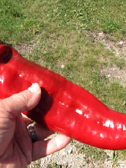 พริกหวานสเปน ปาแลร์โม แคปซีคลุม (Palermo Capsicum) หายาก อร่อย หวานมัน กรอบ เผ็ดเล็กน้อย อยากให้ลองชิม