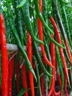 พริกแดงยาว 50 ซม.