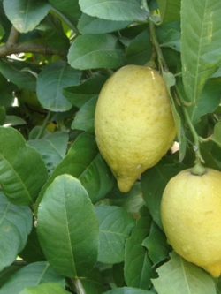 เมเยอร์ เลม่อน (Mayer Lemon)