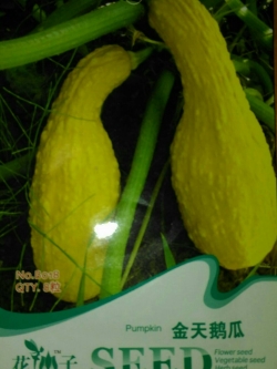 ซูกินี่ คอหงส์ (ผิวมะระ)