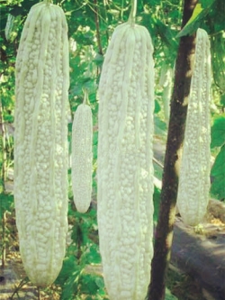 มะระขาว (จีน) White bitter gourd