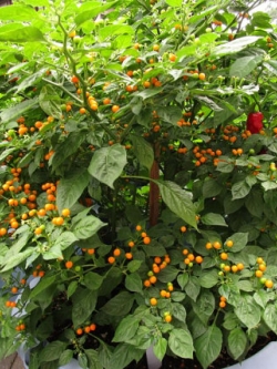 พริกเทพิน สีเหลือง (Tepin yellow Pepper)