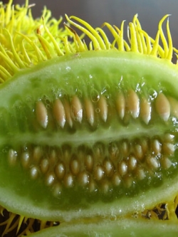 แตงกวา แม่น