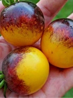 มะเขือเทศแมลงภู่ - Tomato Bumble Bee F1 (8 เมล็ด/ซอง)