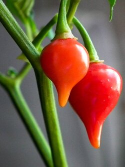 พริกไบควินโฮ OP (Biquinho Pepper OP)