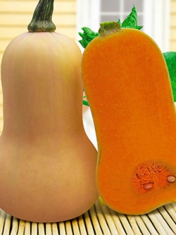 ฟักทอง บัตเตอร์นัท (butternut squash) OP