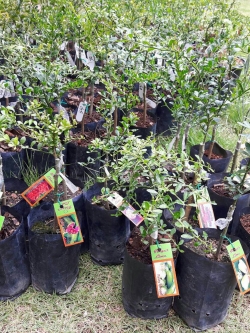 มะนาวนิ้วไซด์ M (สินค้าหมดชั่วคราว)