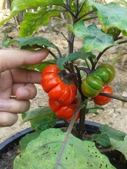 มะเขือฟักทอง