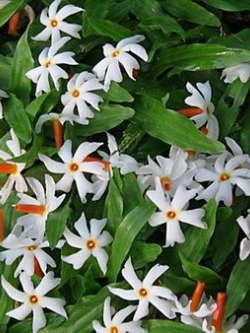 กรรณิการ์