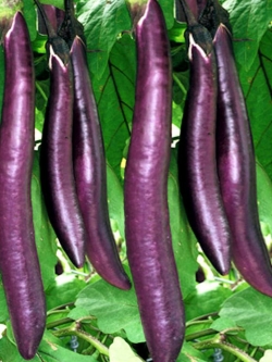 มะเขือม่วงยาว แคลิฟอร์เนีย (CA Long Purple Eggplant)