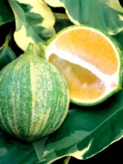 พิ้งจูดี้ เลม่อน-ด่าง