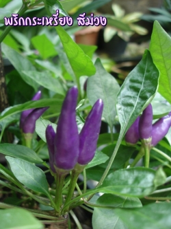 พริกกระเหรี่ยง สีม่วง